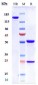 Anti-B7-H1 / PD-L1 / CD274 Reference Antibody (atezolizumab)