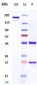 Anti-PRLR / Prolactin Receptor Reference Antibody (rolinsatamab)