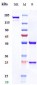 Anti-PRLR / Prolactin Receptor Reference Antibody (rolinsatamab)