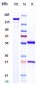 Anti-MSPR / RON / CD136 Reference Antibody (Aveo anti-RON)