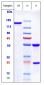 Anti-ROR2 Reference Antibody (Ozuriftamab)