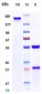 Anti-SLC1A5 / ASCT2 Reference Antibody (idactamab)