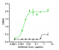 Anti-SLC1A5 / ASCT2 Reference Antibody (idactamab)