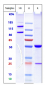 Anti-CD98 Reference Antibody (Ign523)