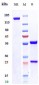 Anti-SLITRK6 Reference Antibody (sirtratumab)