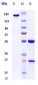 Anti-TGFb1 Reference Antibody (SRK181)