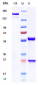 Anti-TREM1 / CD354 Reference Antibody (PY159)