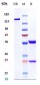 Anti-VEGF Reference Antibody (BioMab patent anti-VEGF)