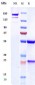 Anti-VEGFC Reference Antibody (VGX100)