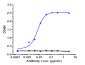 Anti-VEGFR2 / KDR / CD309 Reference Antibody (ramucirumab)