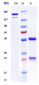 Anti-IL-13 Reference Antibody (tralokinumab)
