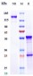 Anti-CXCL8 / IL-8 Reference Antibody (HuMax-IL8)