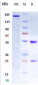 Anti-LIF Reference Antibody (MSC-1)