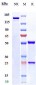 Anti-LILRB2 / ILT4 / CD85d Reference Antibody (JTX-8064)