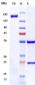 Anti-TSPAN26 / CD37 Reference Antibody (AGS67E)