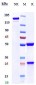 Anti-Mesothelin Reference Antibody (amatuximab)