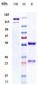 Anti-Mesothelin Reference Antibody (anetumab)