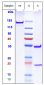 Anti-TREM2 Reference Antibody (Py314)