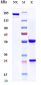 Anti-CLEC4C Reference Antibody (BIIB059)