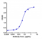 Anti-CLEC4C Reference Antibody (BIIB059)