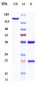 Anti-Amyloid Beta Reference Antibody (aducanumab)