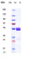 Anti-IL-6 / IFNb2 Reference Antibody (MEDI 5117)