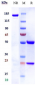 Anti-NKG2D / CD314 Reference Antibody (tesnatilimab)