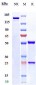 Anti-NRP1 / VEGF165R / CD304 Reference Antibody (vesencumab)