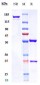 Anti-TNFRSF4 / OX40 / CD134 Reference Antibody (cudarolimab)