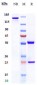 Anti-TNFRSF4 / OX40 / CD134 Reference Antibody (tavolixizumab)