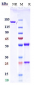 Anti-PDCD1 / PD-1 / CD279 Reference Antibody (serplulimab)