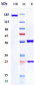Anti-PDCD1 / PD-1 / CD279 Reference Antibody (pembrolizumab)