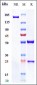 Anti-PDCD1 / PD-1 / CD279 Reference Antibody (cemiplimab)