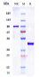 Anti-B7-H1 / PD-L1 / CD274 Reference Antibody (envafolimab)
