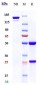 Anti-B7-H1 / PD-L1 / CD274 Reference Antibody (sugemalimab)