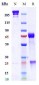 Anti-TGFb1 Reference Antibody (M7824)