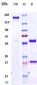 Anti-IL-4Ra / CD124 Reference Antibody (dupilumab)