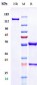 Anti-IL-12b Reference Antibody (ebdarokimab)