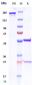 Anti-CD3e Reference Antibody (foralumab)