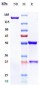 Anti-FGFR2 / CD332 Reference Antibody (aprutumab)