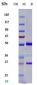 Anti-CD47 Reference Antibody (lemzoparlimab)