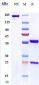 Anti-IL-18 Reference Antibody (GSK 1070806)