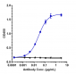 Anti-TROP2 Reference Antibody (Datopotamab)