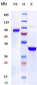 Anti-IL-6Ra / CD126 Reference Antibody (vobarilizumab)