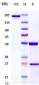 Anti-FcRn (FCGRT & B2M) Reference Antibody (rozanolixizumab)