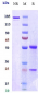 Anti-FcRn (FCGRT & B2M) Reference Antibody (orilanolimab)