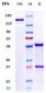 Anti-B7-H5 / VISTA Reference Antibody (onvatilimab)