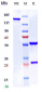 Anti-IL-6 / IFNb2 Reference Antibody (elsilimomab)
