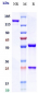 Anti-IL-6 / IFNb2 Reference Antibody (olokizumab)