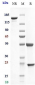 Anti-IL-6 / IFNb2 Reference Antibody (CSTRI patent anti-IL-6)